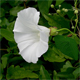 Convolvulus sepium