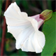 Convolvulus silvaticus