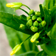 Camelina sativa s.