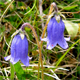 Campanula barbata