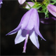 Campanula bononiensis