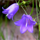 Campanula carnica