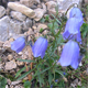 Campanula cochleariifolia