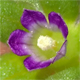 Campanula erinus