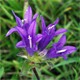 Campanula glomerata