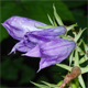 Campanula latifolia