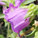 Campanula medium