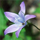 Campanula patula