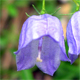 Campanula persicifolia