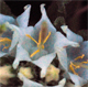 Campanula petraea