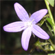 Campanula poscharskyana