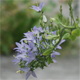 Campanula pyramidalis