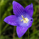 Campanula ramosissima