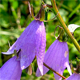 Campanula rapunculoides