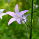 Campanula rapunculus