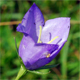 Campanula rotundifolia