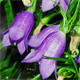 Campanula scheuchzeri