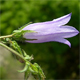 Campanula sibirica