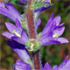 Campanula spicata