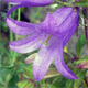 Campanula trachelium