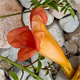 Campsis radicans