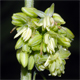 Cannabis sativa