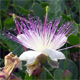 Capparis spinosa