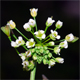 Capsella bursa-pastoris