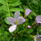 Cardamine bulbifera