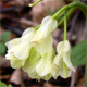 Cardamine enneaphyllos