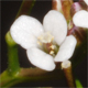 Cardamine flexuosa