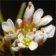 Cardamine hirsuta