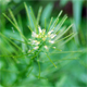 Cardamine impatiens