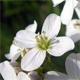 Cardamine matthioli