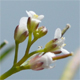 Cardamine occulta
