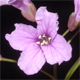 Cardamine pentaphyllos