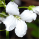 Cardamine trifolia