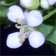 Lepidium draba
