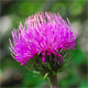 Carduus defloratus t.