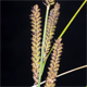 Carex acuta