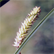 Carex acutiformis