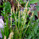 Carex alba