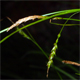 Carex australpina