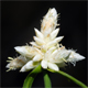 Carex baldensis