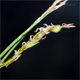 Carex brachystachys
