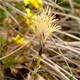 Carex caryophyllea