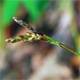 Carex digitata