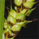 Carex distans