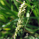 Carex divulsa s.l.
