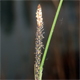 Carex elata